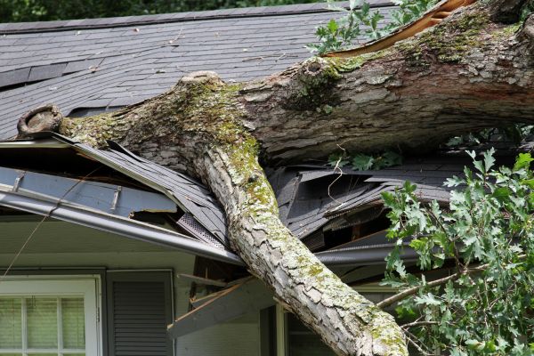 Cost of Storm Remediation in Livonia